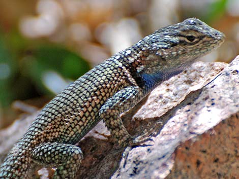 Sonoran Spiny Lizard (Sceloporus clarkii clarkii)