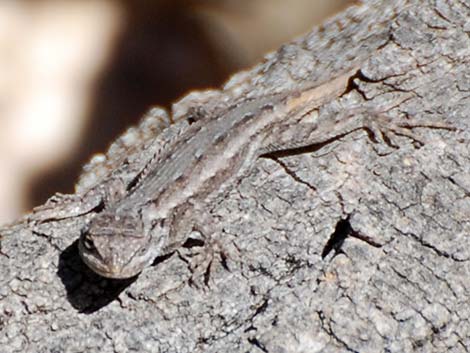 Southwestern Fence Lizard (Sceloporus cowlesi)