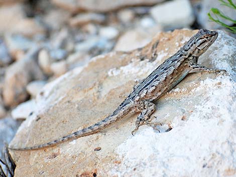 Sagebrush Lizard (Sceloporus graciosus)