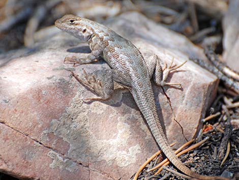 Sagebrush Lizard (Sceloporus graciosus)