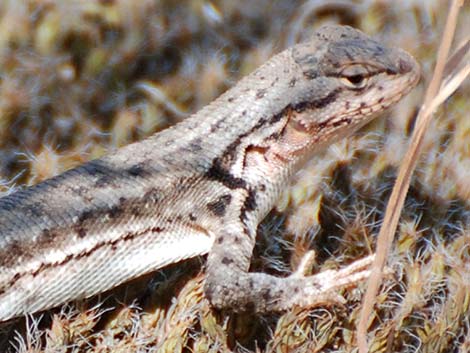 Sagebrush Lizard (Sceloporus graciosus)