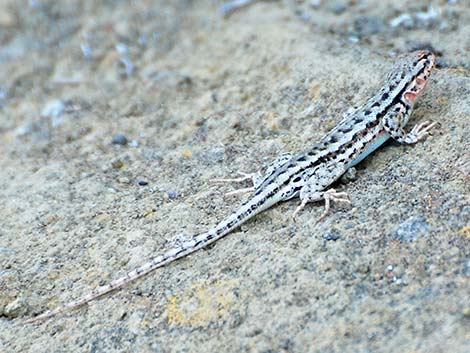 Sagebrush Lizard (Sceloporus graciosus)