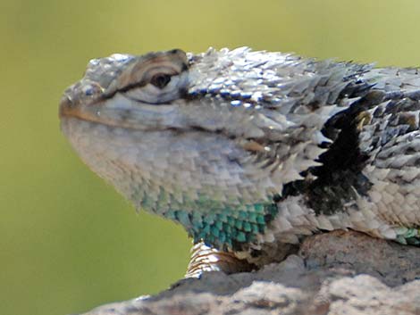 Purple-backed Spiny Lizard (Sceloporus magister magister)