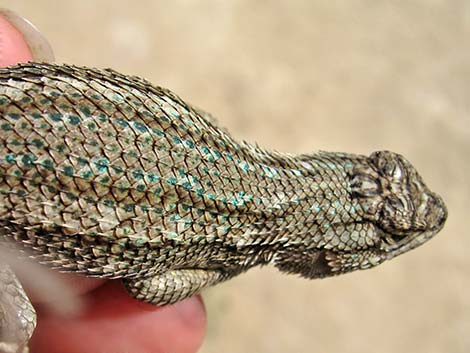 Great Basin Fence Lizard (Sceloporus occidentalis)