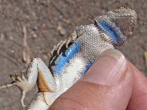 Great Basin Fence Lizard (Sceloporus occidentalis)