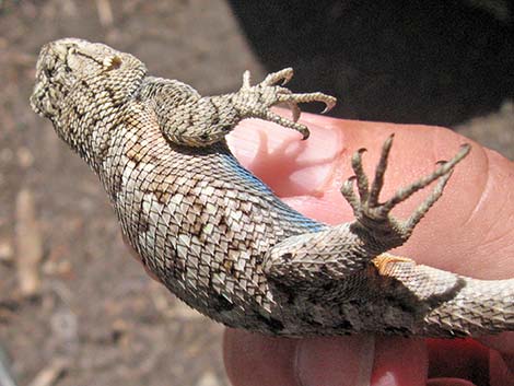 Great Basin Fence Lizard (Sceloporus occidentalis)