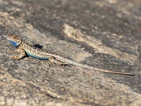 Sierra Fence Lizard (Sceloporus occidentalis taylori)