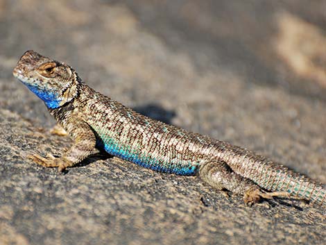 Sierra Fence Lizard (Sceloporus occidentalis taylori)