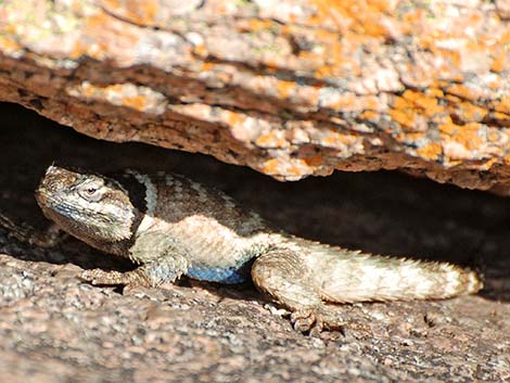 Crevice Spiny Lizard (Sceloporus poinsettii)