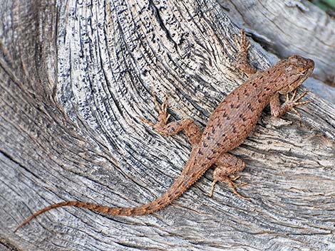 Plateau Fence Lizard (Sceloporus tristichus)