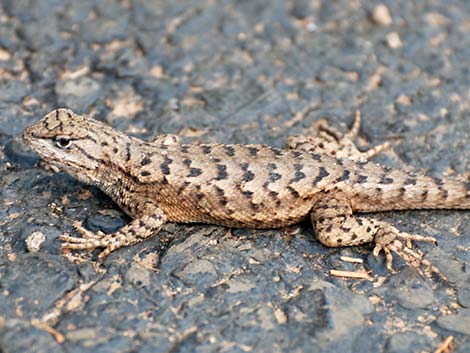 Plateau Fence Lizard (Sceloporus tristichus)