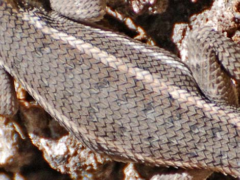 Plateau Fence Lizard (Sceloporus tristichus)