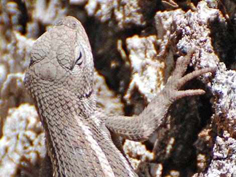 Plateau Fence Lizard (Sceloporus tristichus)