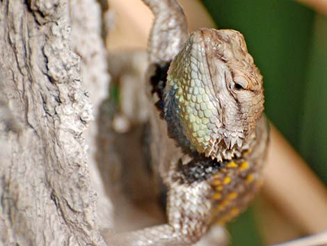 Yellow-backed Spiny Lizard (Sceloporus uniformis)