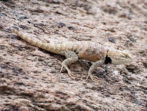 Yellow-backed Spiny Lizard (Sceloporus uniformis)