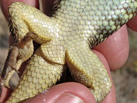 Yellow-backed Spiny Lizard (Sceloporus uniformis)