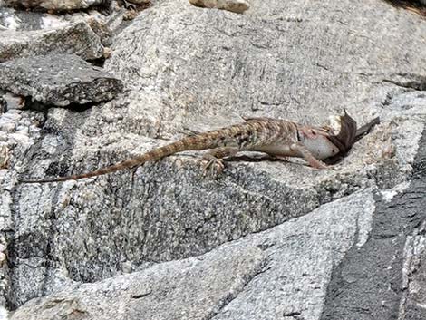 Yellow-backed Spiny Lizard (Sceloporus uniformis)