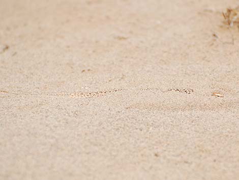 Mojave Fringe-toed Lizard (Uma scoparia)