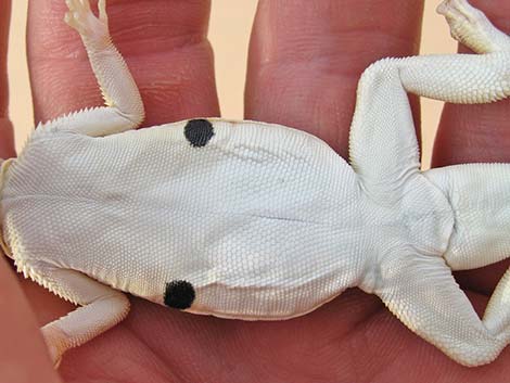 Mojave Fringe-toed Lizard (Uma scoparia)