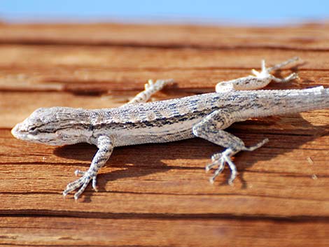 Long-tailed Brush Lizard (Urosaurus graciosus)