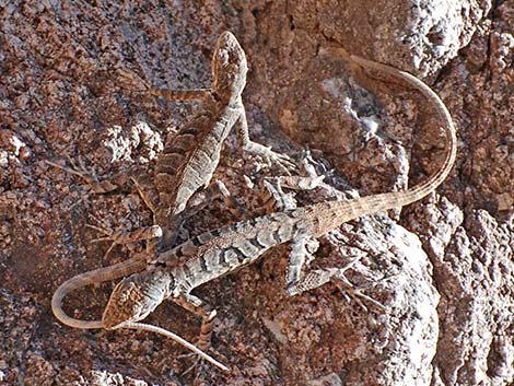 Ornate Tree Lizard (Urosaurus ornatus)