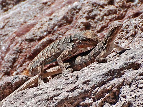 Ornate Tree Lizard (Urosaurus ornatus)