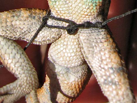 Ornate Tree Lizard (Urosaurus ornatus)