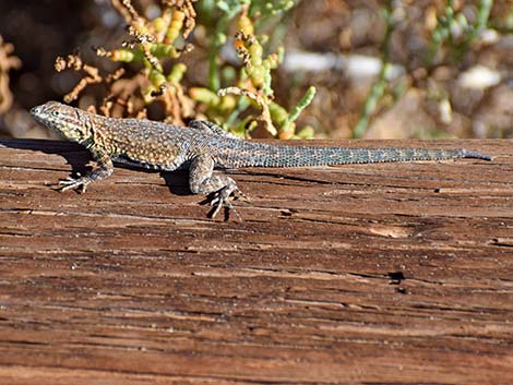 Common Side-blotched Lizard (Uta stansburiana)