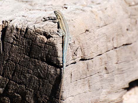 Side-blotched Lizard (Uta stansburiana)