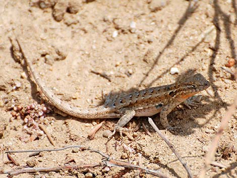 Side-blotched Lizard (Uta stansburiana)