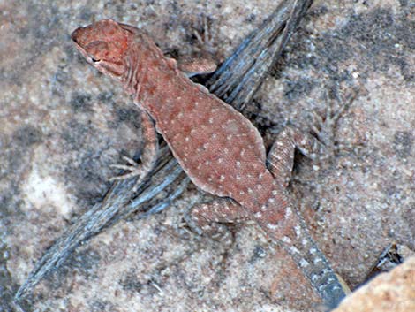 Common Side-blotched Lizard (Uta stansburiana)