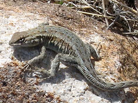 Common Side-blotched Lizard (Uta stansburiana)