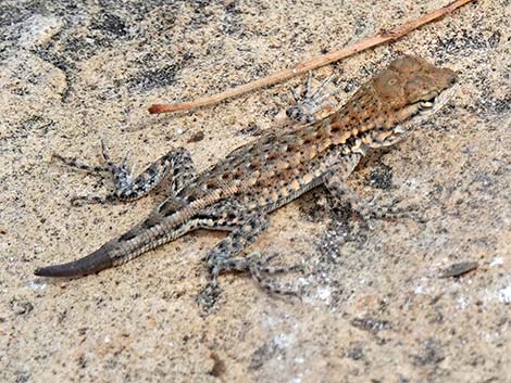 Common Side-blotched Lizard (Uta stansburiana)