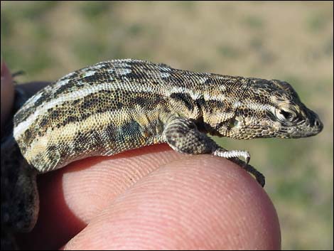 Common Side-blotched Lizard (Uta stansburiana)