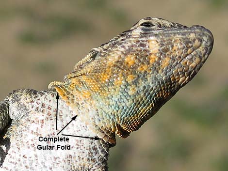 Common Side-blotched Lizard (Uta stansburiana)