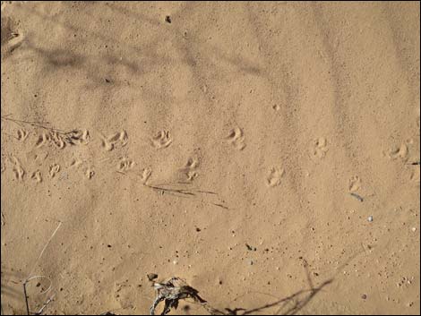 Common Side-blotched Lizard (Uta stansburiana)