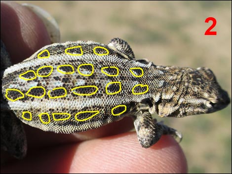 Common Side-blotched Lizard (Uta stansburiana)