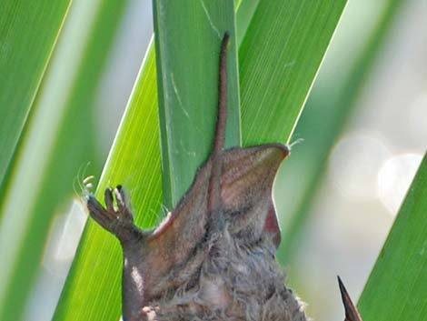 Mexican Free-tailed Bat (Tadarida brasiliensis)