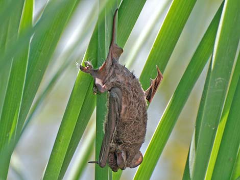 Mexican Free-tailed Bat (Tadarida brasiliensis)