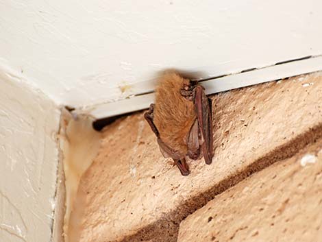 Townsend's Big-eared Bat (Corynorhinus townsendii)