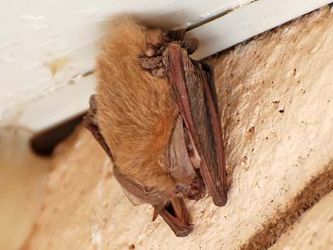 Townsend's Big-eared Bat (Corynorhinus townsendii)