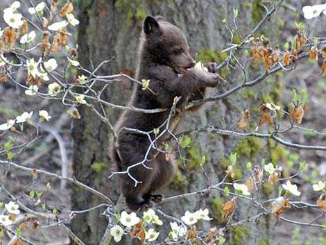 Black Bear (Ursus americanus)