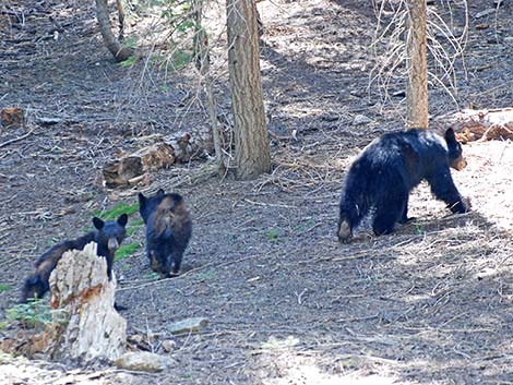 Black Bear (Ursus americanus)