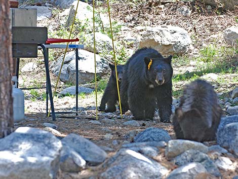 Black Bear (Ursus americanus)