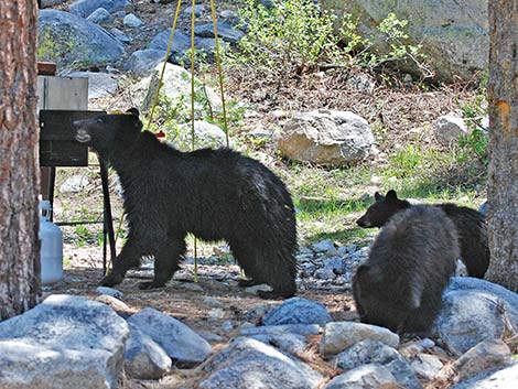 Black Bear (Ursus americanus)