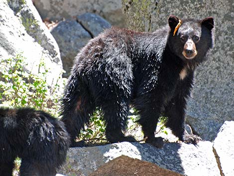 Black Bear (Ursus americanus)