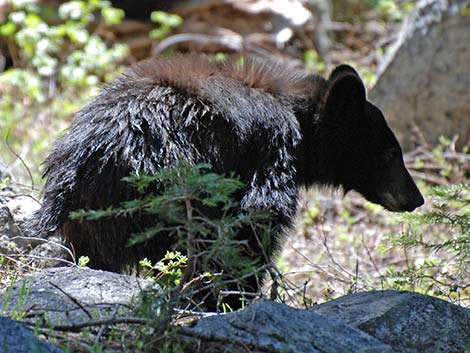 Black Bear (Ursus americanus)