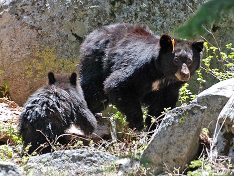 Black Bear (Ursus americanus)