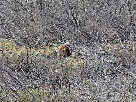 Grizzly Bear (Ursus arctos horribilis)