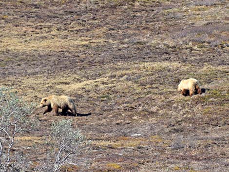 Grizzly Bear (Ursus arctos horribilis)